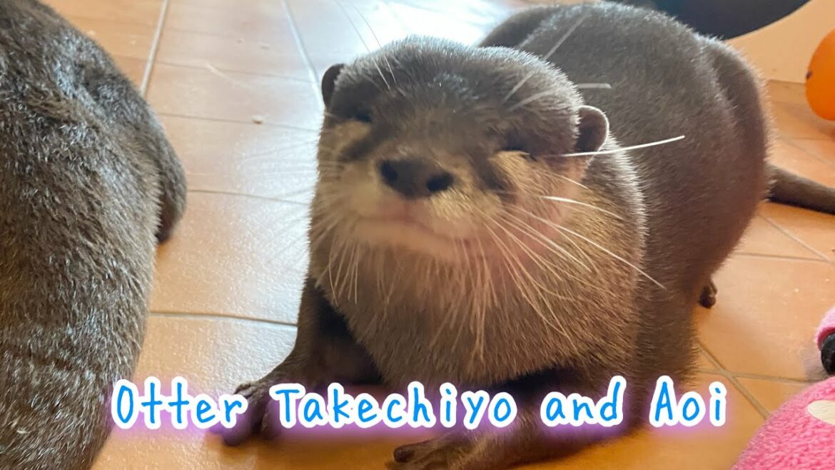 Otters’ Olympic Games!