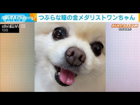 Challenge the competition! Gold medalist dog with round eyes (August 12, 2021)