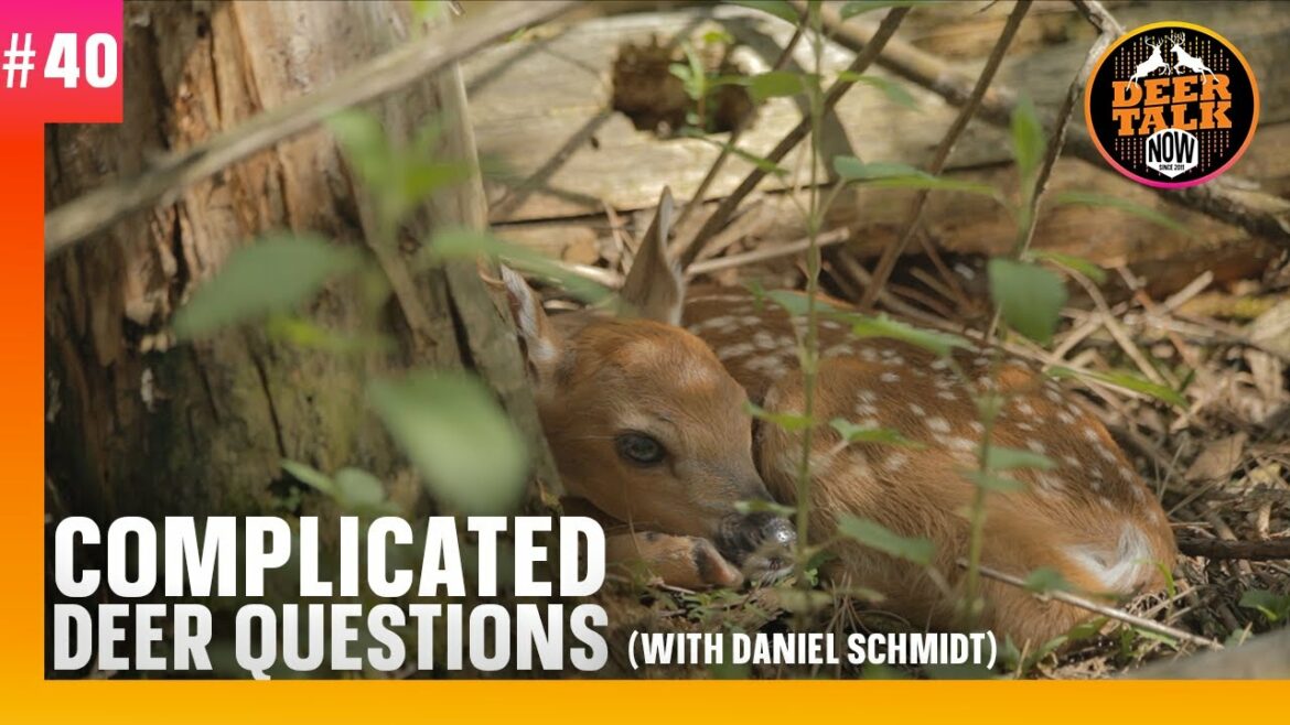 #40: COMPLICATED DEER QUESTIONS with Daniel Schmidt | Deer Talk Now Podcast #40: COMPLICATED DEER QUESTIONS with Daniel Schmidt | Deer Talk Now Podcast
