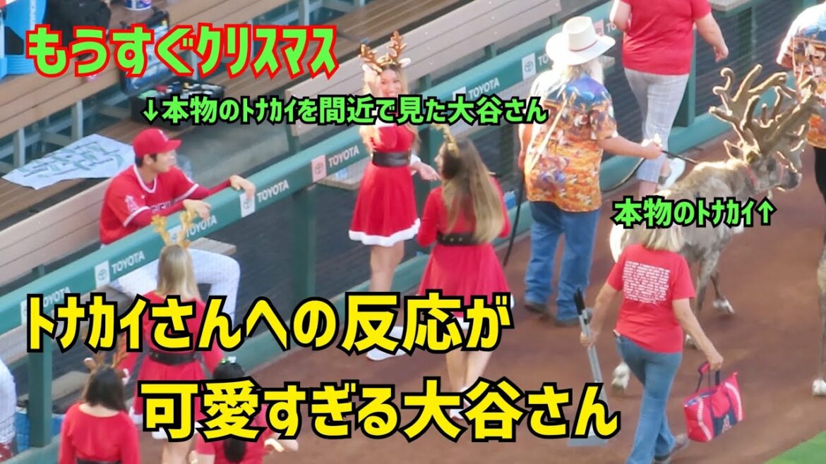 Shohei Ohtani reacts too cute to the reindeer Christmas event before the Angels game Shohei Ohtani Angels