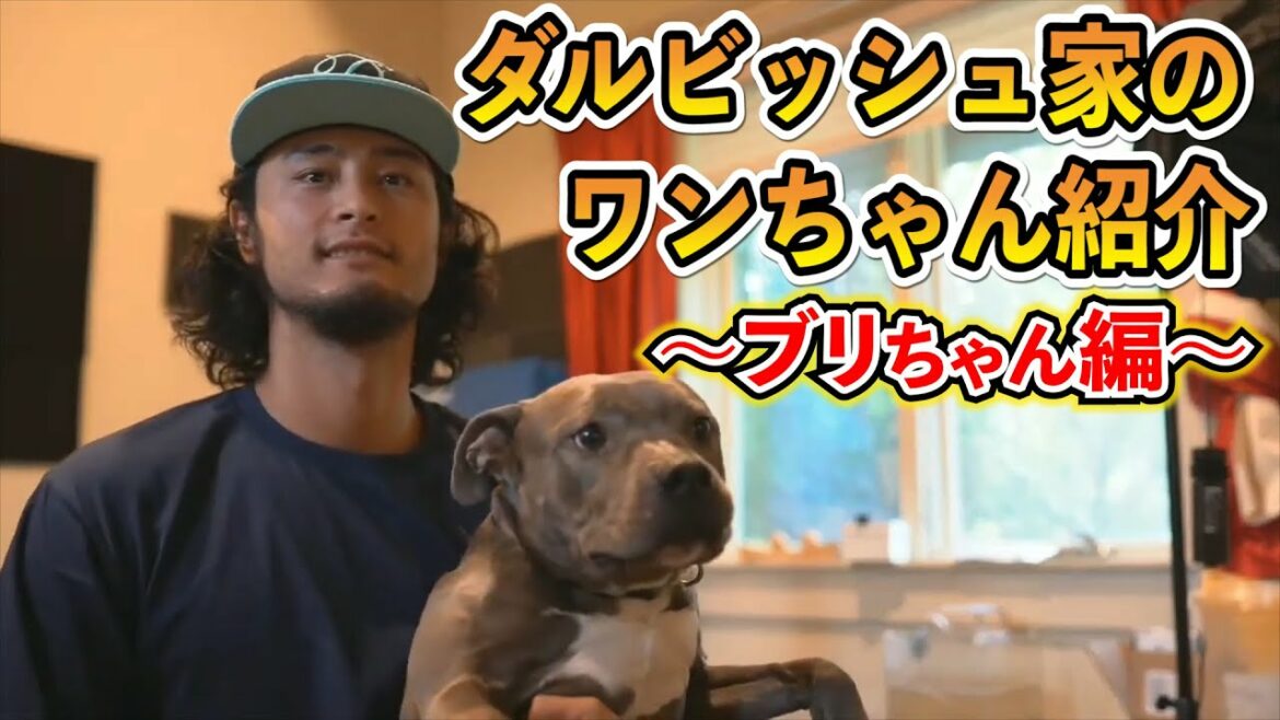 [With Darvish]Introducing the Darvish family dog.  ~ Buri-chan Edition ~