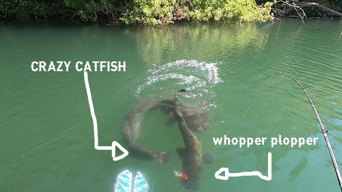 Catfish live at the whopper plopper, madness attacks flush with the float tube