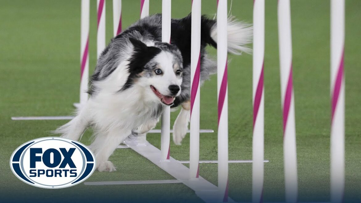 Best of 2022 Masters Agility Championships from Westminster Kennel Club | FOX Sports Best of 2022 Masters Agility Championships from Westminster Kennel Club | FOX Sports