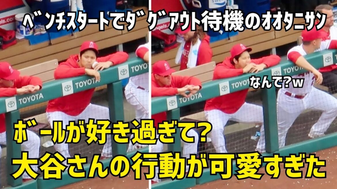 Love the ball too much?Mr. Otani's actions were too cute Shohei Ohtani Angels Angels Shohei Otani Local footage