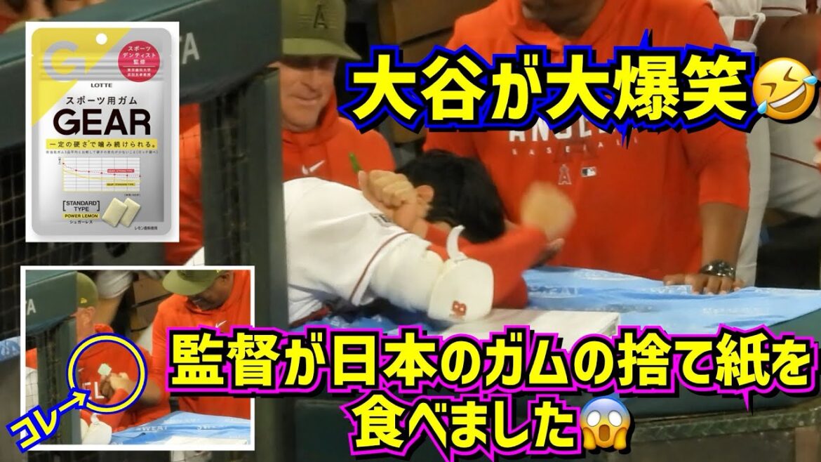 very loud laugh!  ️ Director Nevin ate Japanese gum paper 😱 Ohtani laughed and fell 🤣[Local footage]ShoheiOhtani Angels