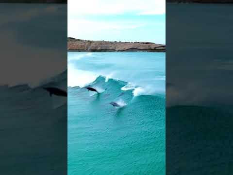 These dolphins would win #ISAWorlds gold for sure. 🥇🐬 These dolphins would win #ISAWorlds gold for sure. 🥇🐬