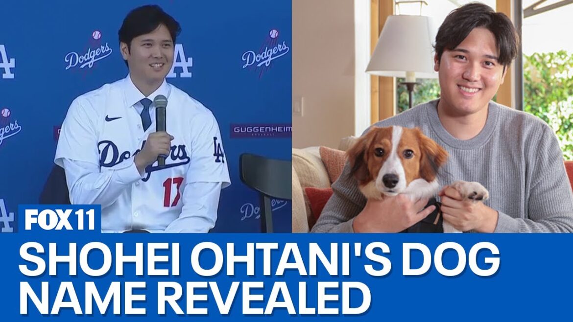 Shohei Ohtani reveals name of his dog Shohei Ohtani reveals name of his dog