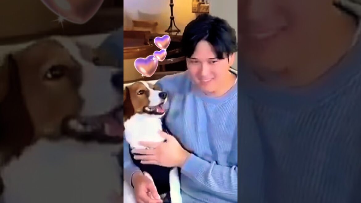 🐶Shohei Otani's deco pin is so cute that he gets confused #shoheiohtani #decoy #dodgers