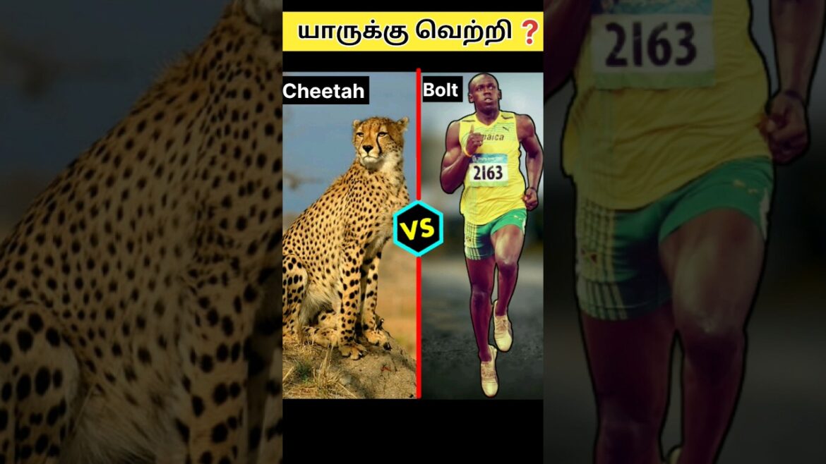 Cheetah vs Usain bolt who is the winner 😜😜