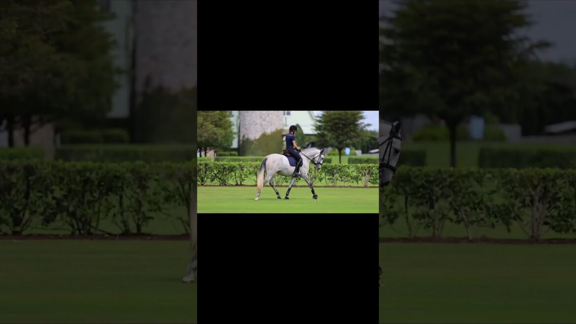 Quina del Pico - 2020 Lusitano Mare by Escorial x Heros Do M Bello #lusitano #dressagehorseforsale