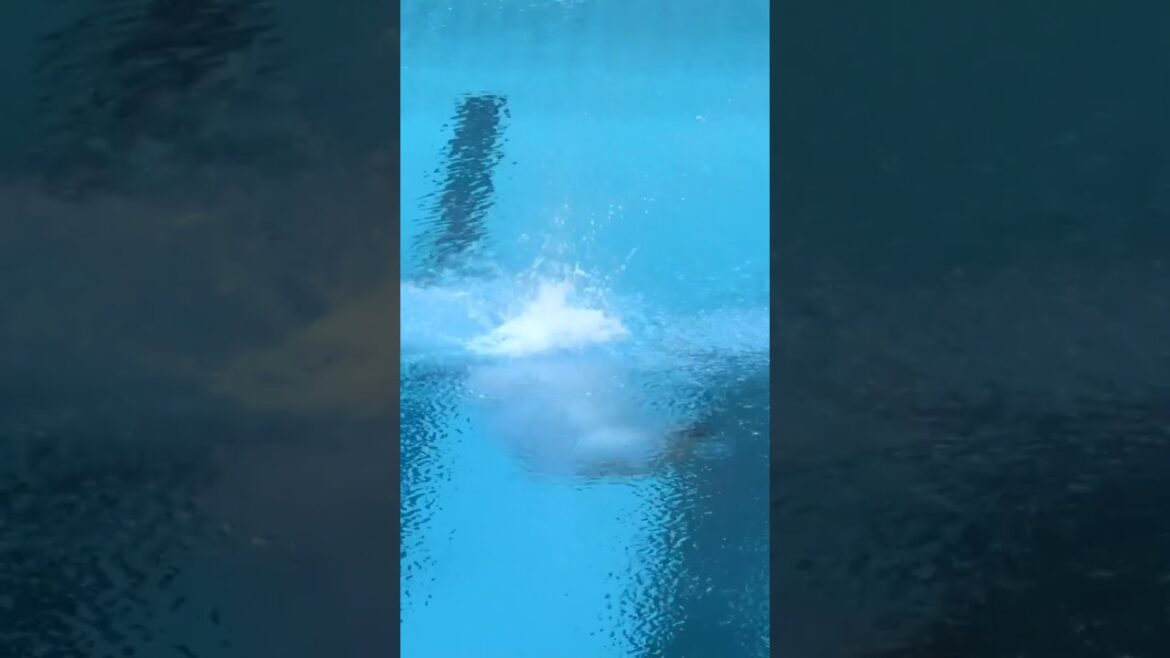 Mesmerized by this diving moment 🧚‍♂️Wang Zongyuan at Tokyo 2020 #Olympics #Sports #Diving