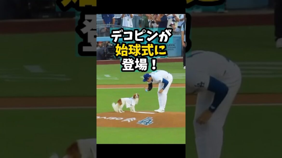 [Shohei Otani]Headbutt appears at the opening pitch! 🐶🔥😍 #shorts #baseball #Shohei Otani #mlb