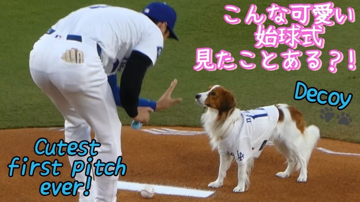 Head-flicking the opening pitch! Too cute!!! 🐶