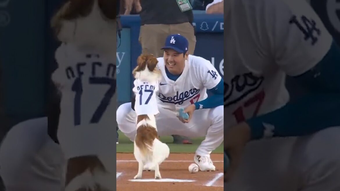 Shohei’s dog Decoy “throws out” the first pitch 😂