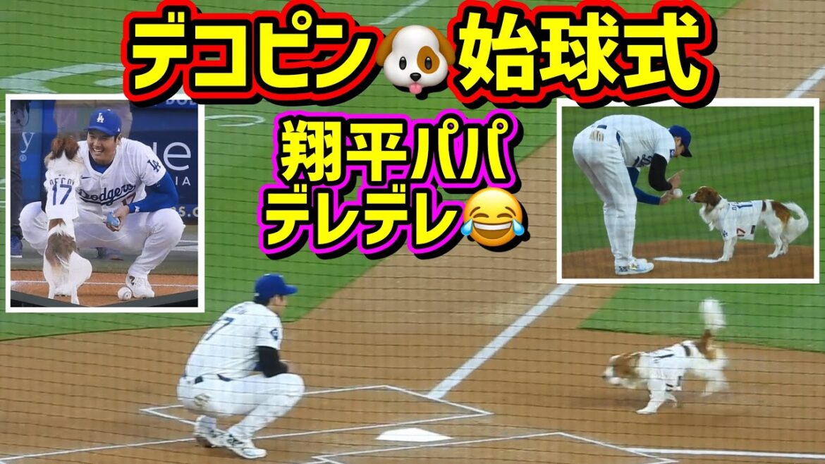 The stadium erupts in cheers! Shohei Ohtani throws the opening pitch at the headbutt 🐶Shohei's dad is all lovey-dovey 😂[Local footage]8/28 vs. Shohei Ohtani Dodgers