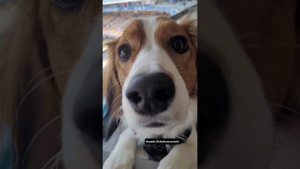 Decoy's first Dodgers game 🥹 Shohei Ohtani | 🎥 : ezraweisz/IG