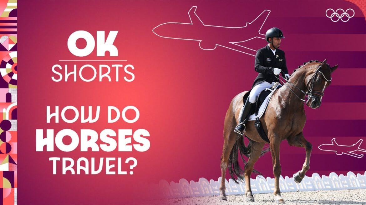 How do horses travel for the Olympics | OK Shorts