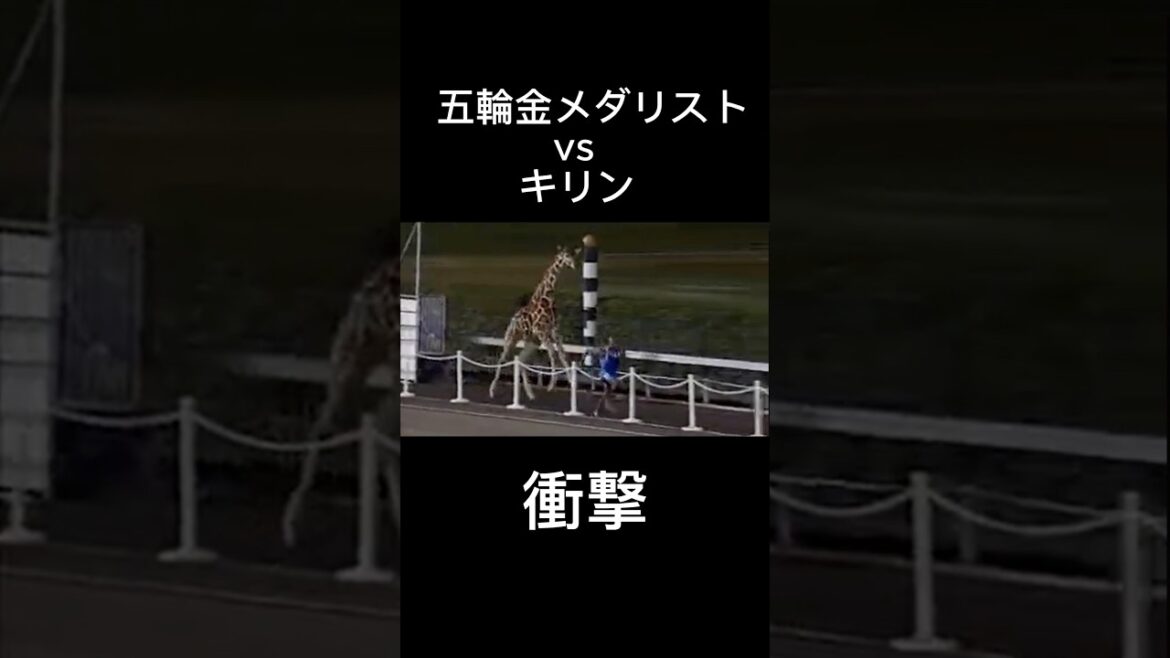 [Shock]Olympic gold medalist vs giraffe & zebra