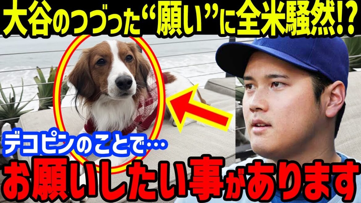 The world is abuzz with Shohei Otani's words about his beloved dog, Dekopin, as a "certain wish"... His wife, Mamiko, also visited a famous sushi restaurant and had a meal[Overseas Reactions/MLB]