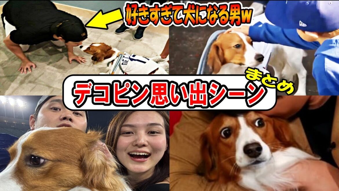 [Shohei Otani]Summary of cute deco pins! “Otani loves deco pins so much that he turns into a dog lol”! Mamiko also appears! shohei ohtani