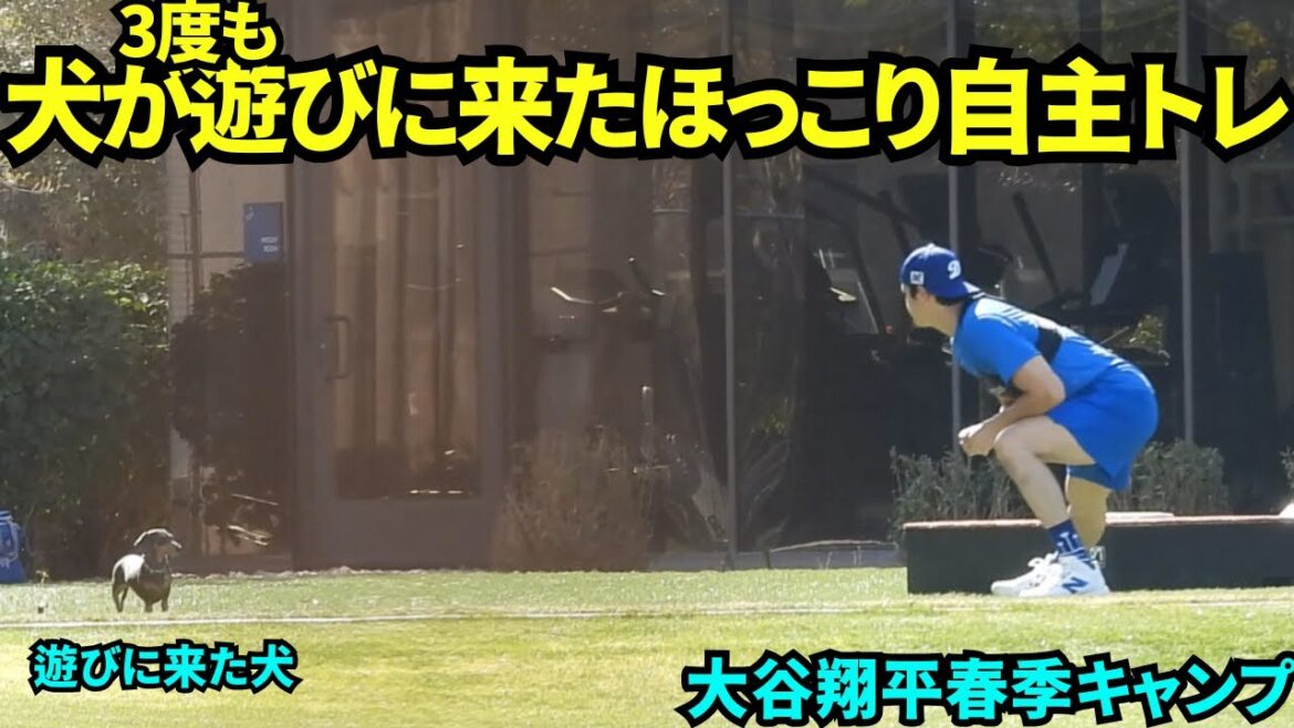 Shohei Otani liked by dogs! Dogs came to play three times during the voluntary training w Otani was also a relaxed expression[local video]Spring training