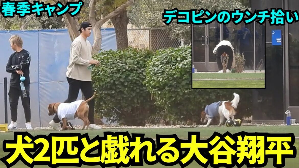 Otani Shohei plays with two dogs! Seeing him picking up decopine poop 💩[Local footage]Spring training on February 10th, 2025