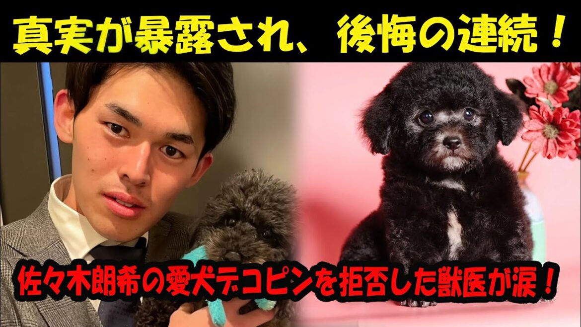 The veterinarian refuses Sasaki Roki’s beloved dog, Decopene… However, the truth is revealed, and the veterinarian immediately regrets it. The veterinarian refuses Sasaki Roki's beloved dog, Decopene... However, the truth is revealed, and the veterinarian immediately regrets it.
