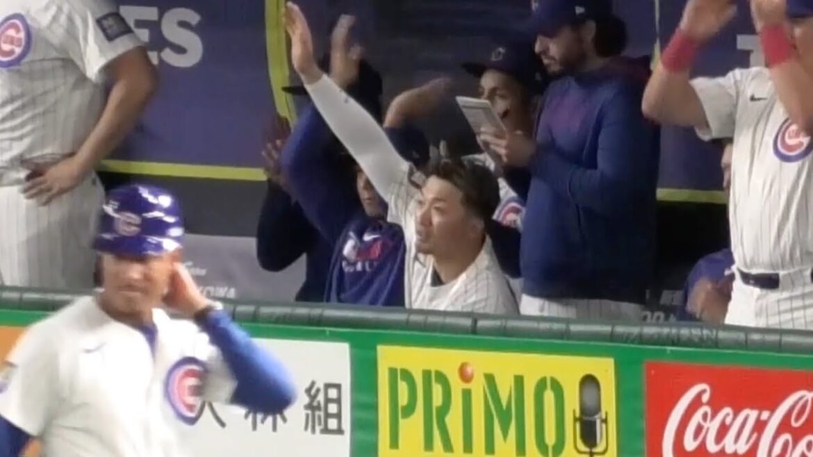 [Cubs Bench]Suzuki Seiya and Imanaga Shota are pleased with Workman's first-takes timely hit right now! MLB Tokyo Series March 16, 2025