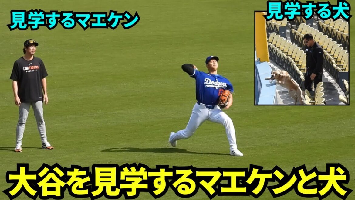 Maeken and a large dog watch Otani play catch! ! While everyone is paying attention, Otani waves his hand to the dog and shakes his hand![Local footage]March 30, 2025 against the Tigers