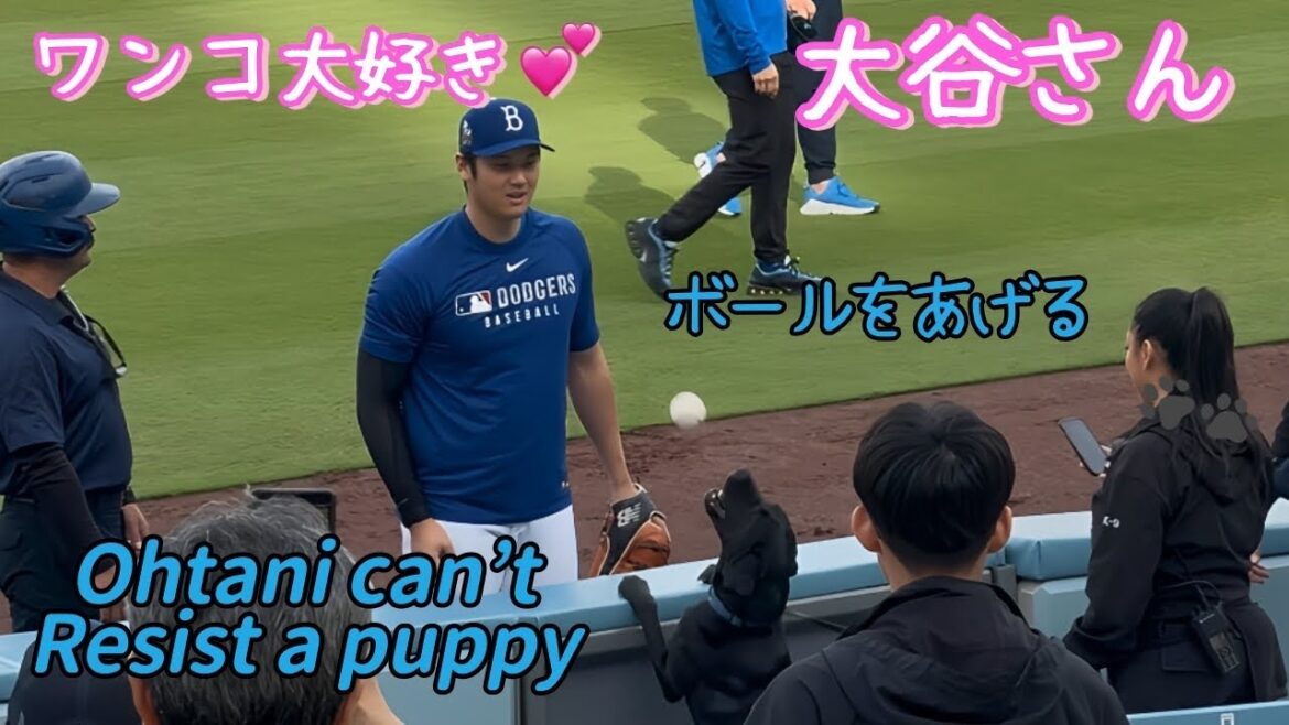 Otani-san loves dogs too much🐶❤️Give the ball ⚾️We'll meet again with Angels Ward☺️✨