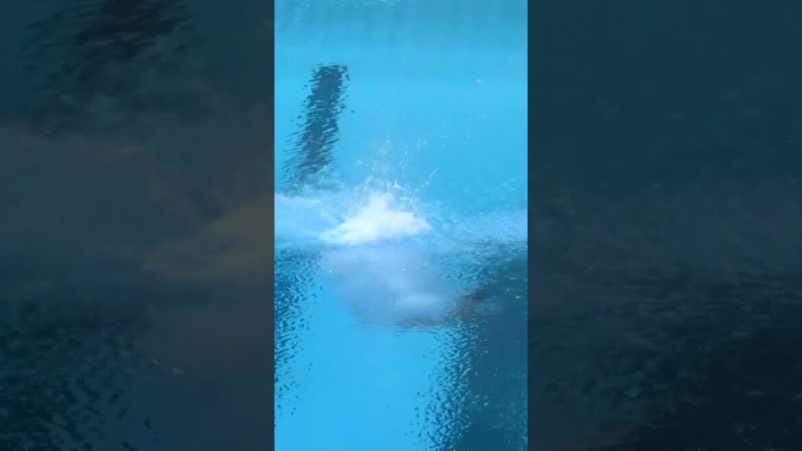 Mesmerized by this diving moment 🧚‍♂️ Wang Zongyuan at Tokyo 2020