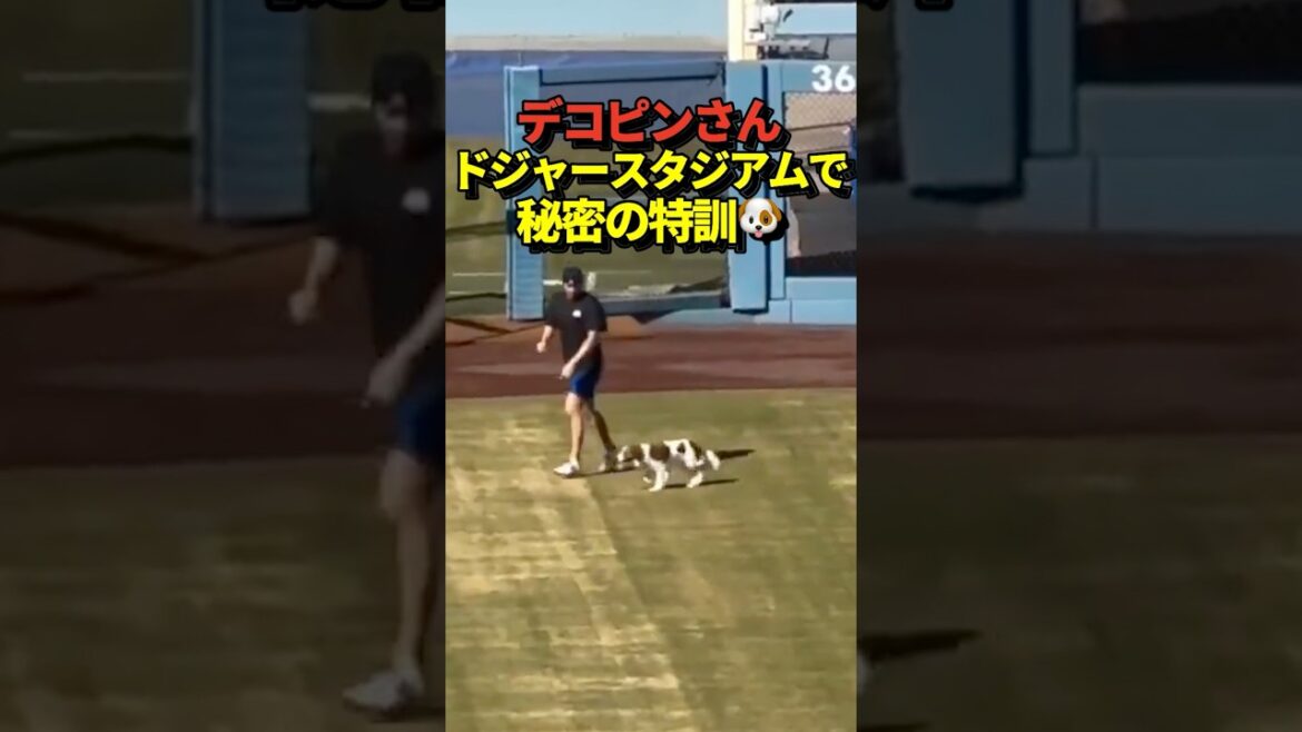 🐶 Dekopin and Shohei Otani train at Dodger Stadium!