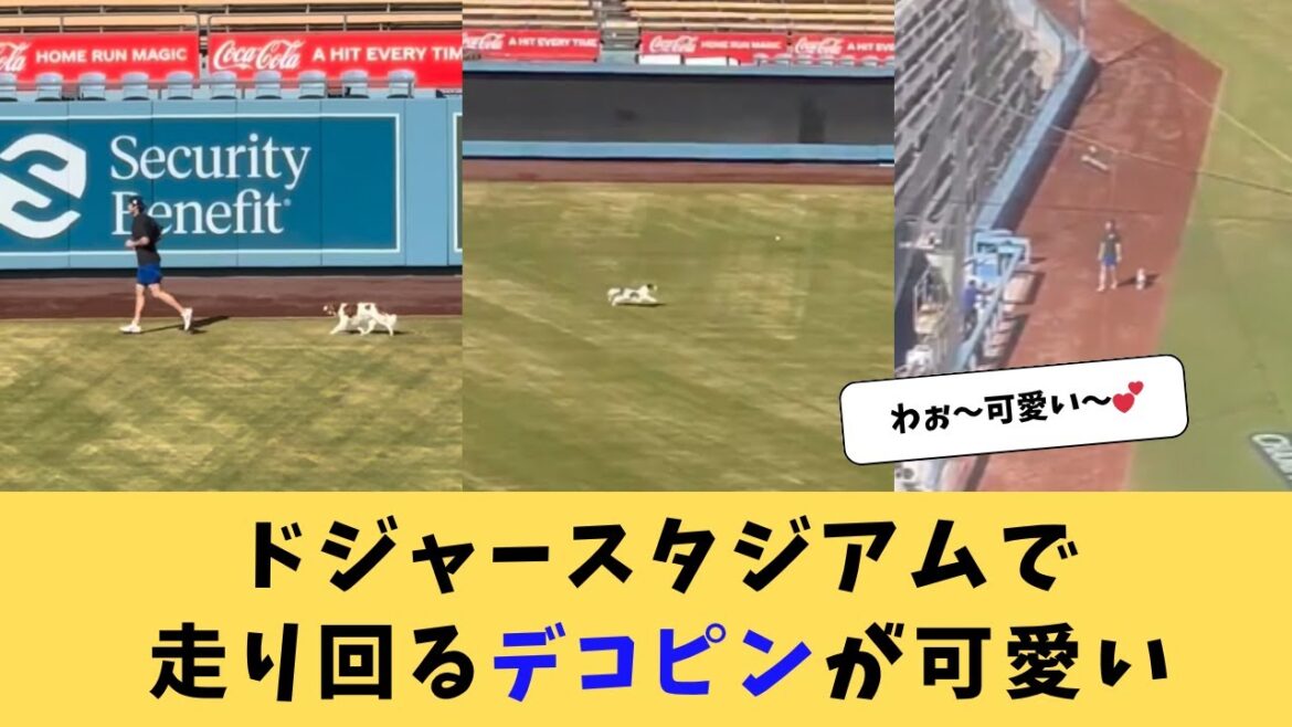 [Shohei Otani]The deco pin running around Dodger Stadium is cute! ![Dodgers]