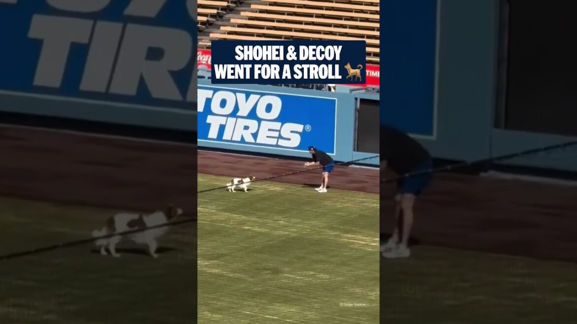 Shohei Ohtani and Decoy already started their offseason training 🤣 Shohei Ohtani and Decoy already started their offseason training 🤣