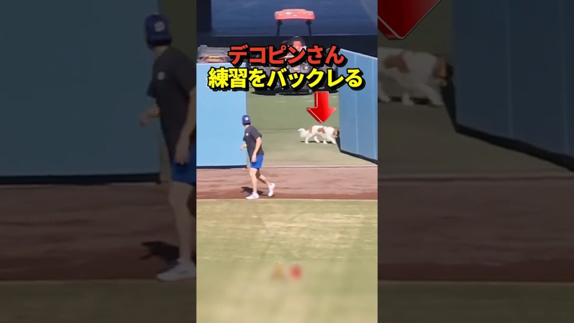 [LOL]🐶Decopin unexpectedly refuses to practice with Shohei Otani!