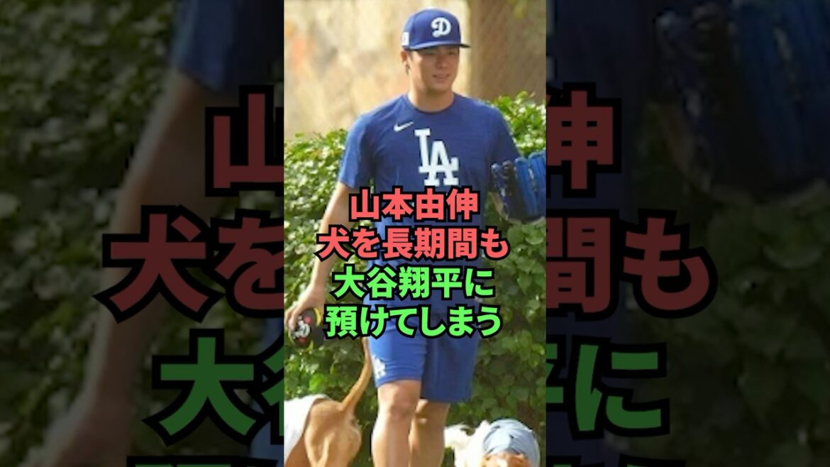Yoshinobu Yamamoto leaves his dog with Shohei Otani for a long time