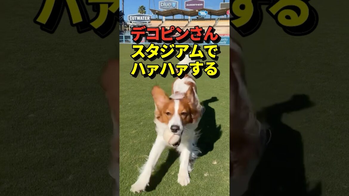 🐶 Dekopin energetically chases the ball at Dodger Stadium! On Shohei Otani's Instagram!